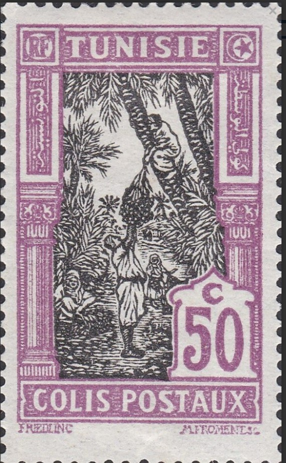 Cueillete des dattes