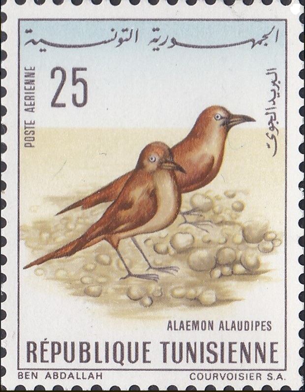 Oiseaux de Tunisie - Alaemon alaudipes