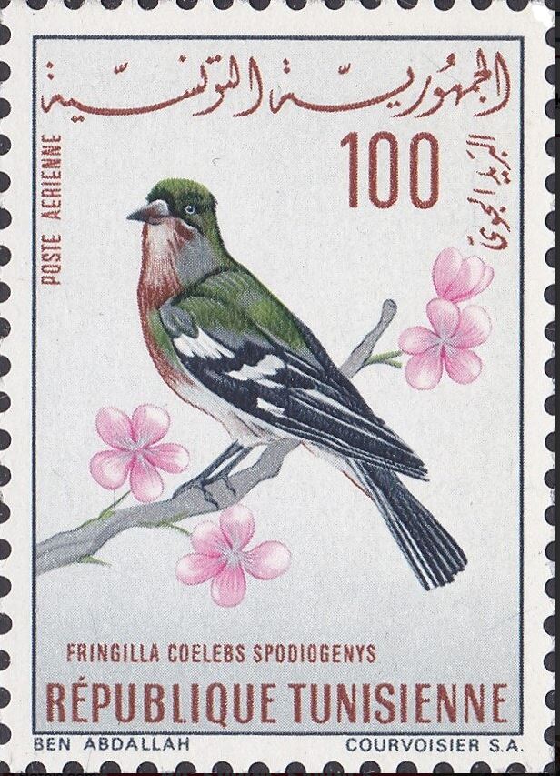 Oiseaux de Tunisie - Pinson des arbres d'Afrique du Nord