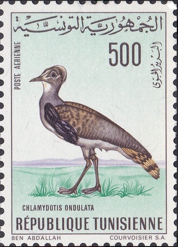 Oiseaux de Tunisie - Outarde houbara