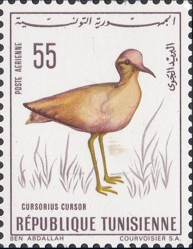 Oiseaux de Tunisie - Courvite isabelle (Cursorius cursor)