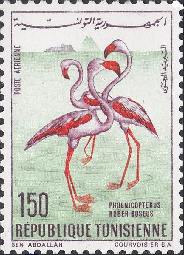 Oiseaux de Tunisie - flamant rose (Phoenicopterus roseus)
