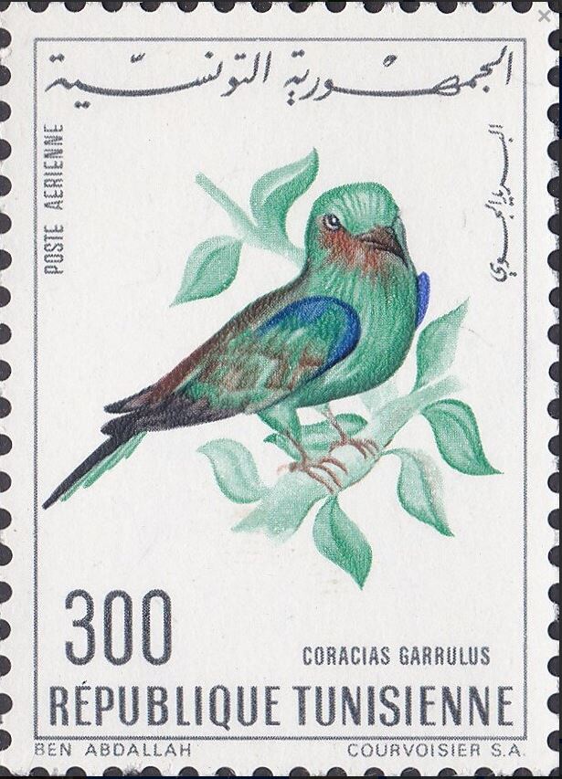Oiseaux de Tunisie - Coracias garrulus