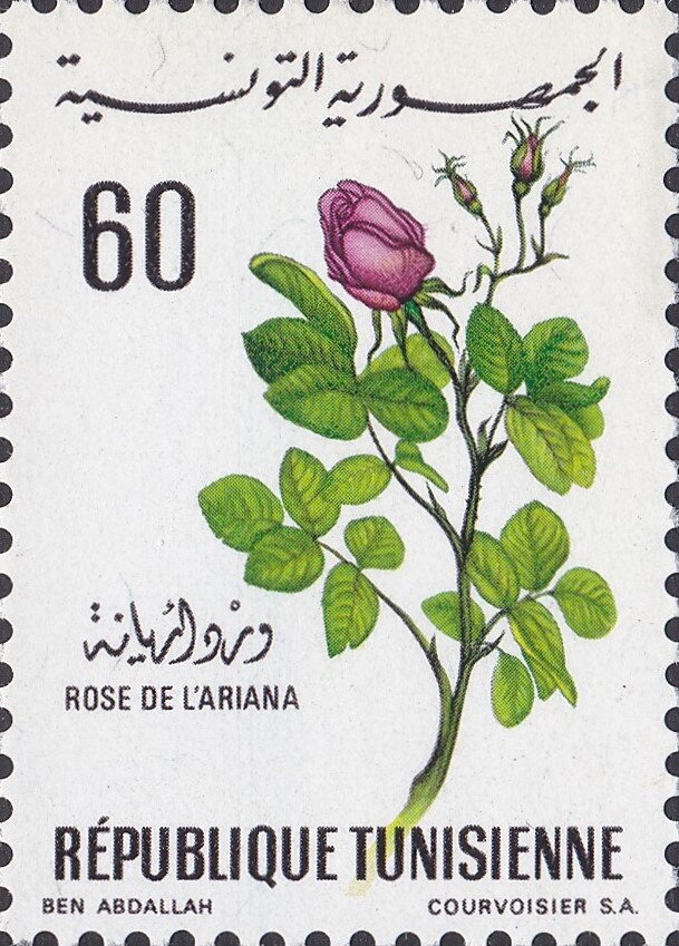 Fleurs - Rose d'Ariana