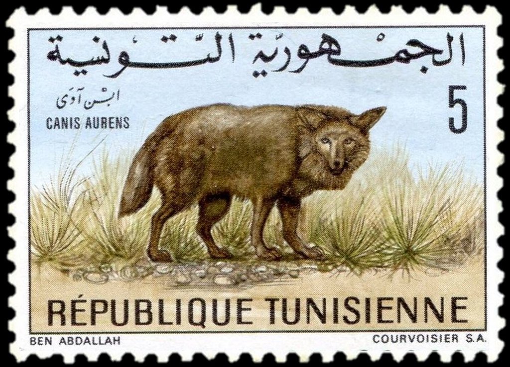 Le Chacal doré (Canis aureus)
