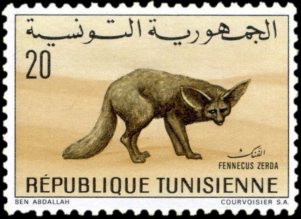 le Fennec (Fennecus zerda)