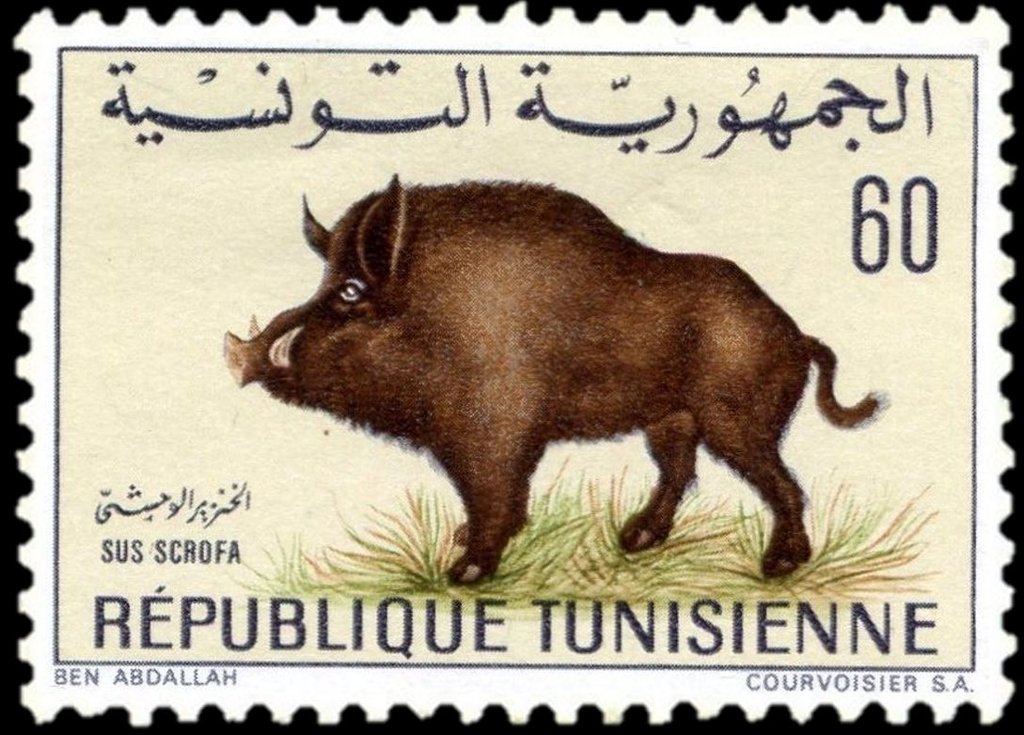 le Sanglier (Sus scrofa)