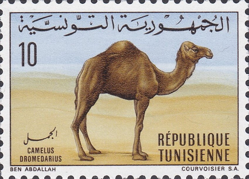 Dromadaire (Camelus dromedarius)