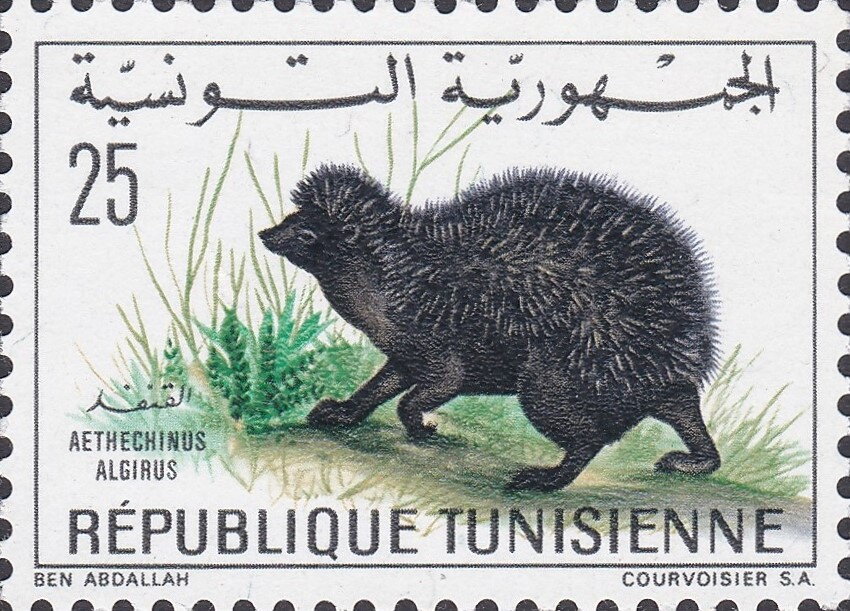 Hérisson d'Algérie (Aethechinus algirus)