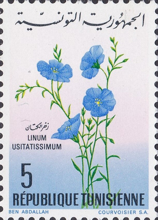 Lin (Linum usitatissimum)
