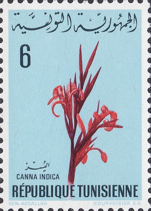 Canna (Canna indica)