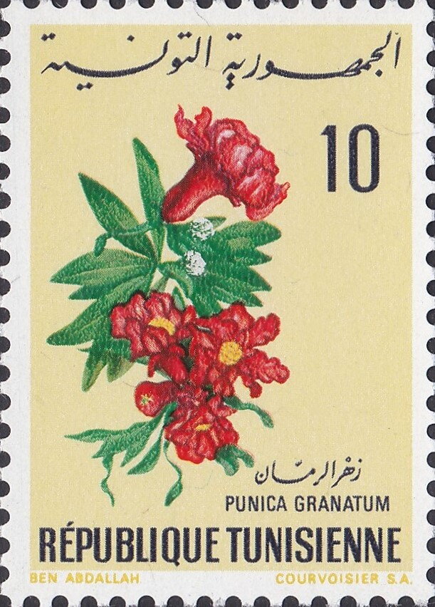 Fleur de Grenadier (Punica granatum)