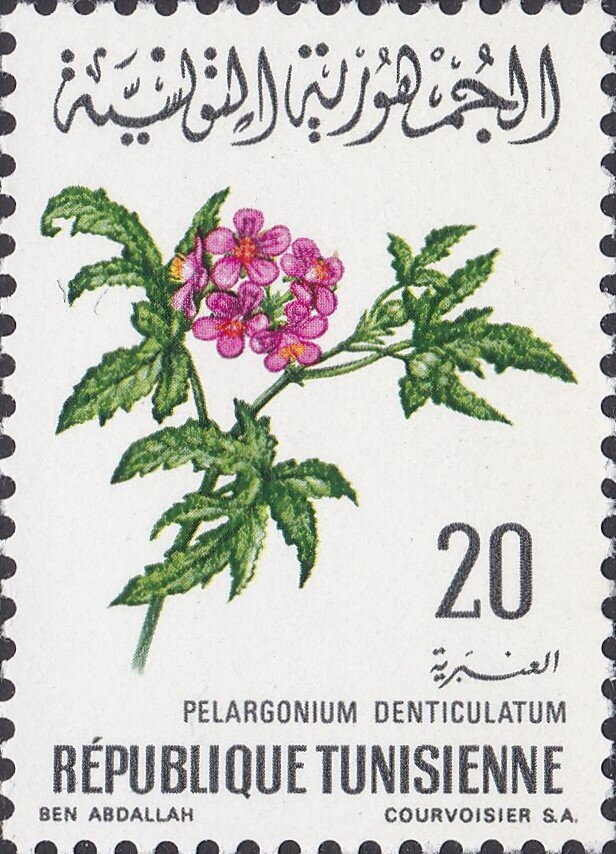 Pelargonium denticulatum