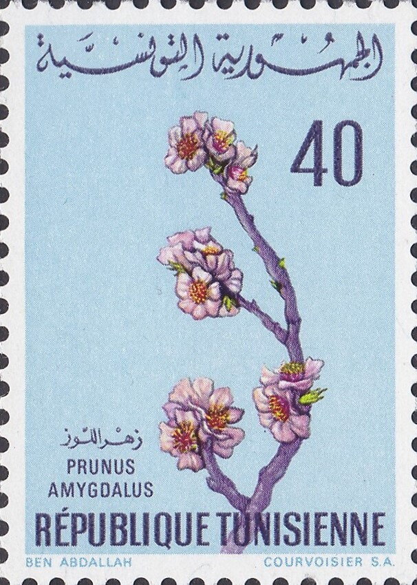 Amandier (Prunus amygdalus)