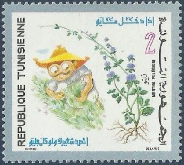 Menthe pouliot (Mentha pulegium)