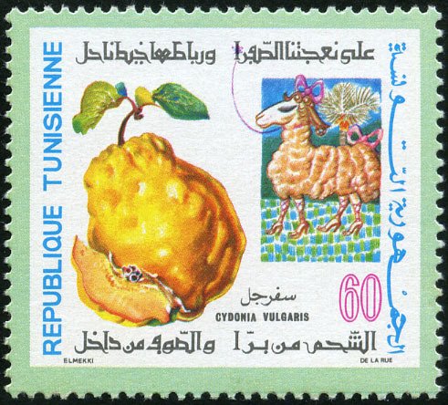 Cognassier (Cydonia vulgaris)