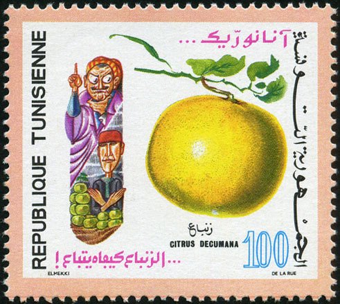 Pamplemoussier (Citrus decumana)