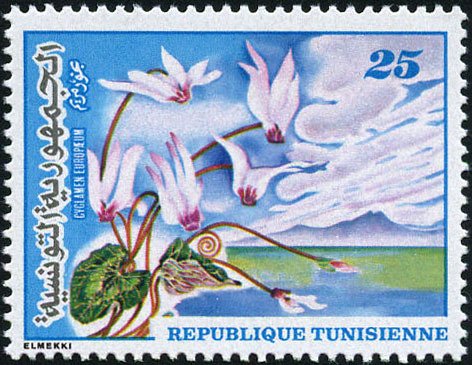 Flore et Faune. Cyclamen europaum