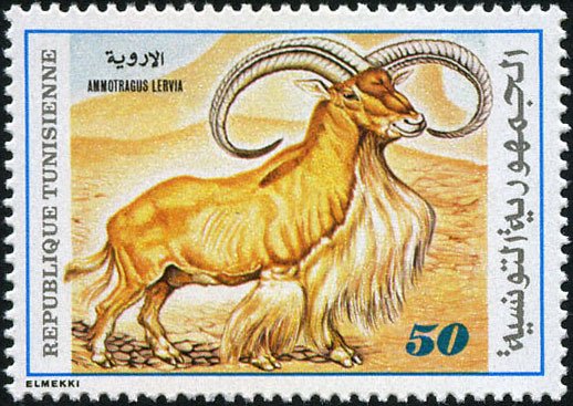 Flore et Faune. Ammotragus cervia