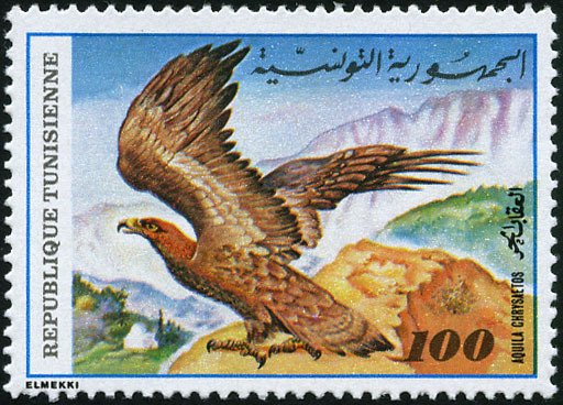 Flore et Faune. Aquila chrysaetos