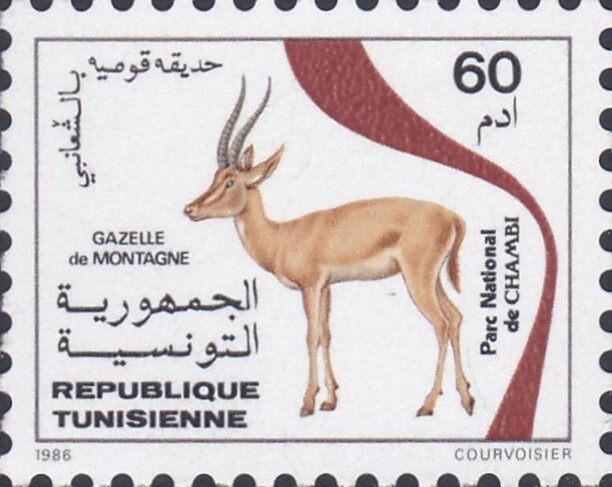 Protection de la nature. Gazelle de Montagne - Parc de Chaambi