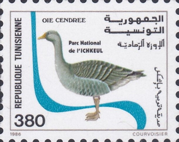 Protection de la nature. Oie Cendrée-Parc de l'Ichkeul