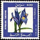 Iris d'Espagne — Iris xiphium