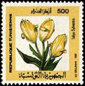 Tulipe sauvage — Tulipa sylvestris