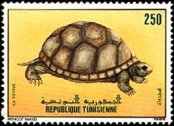 Faune tunisienne - Tortue