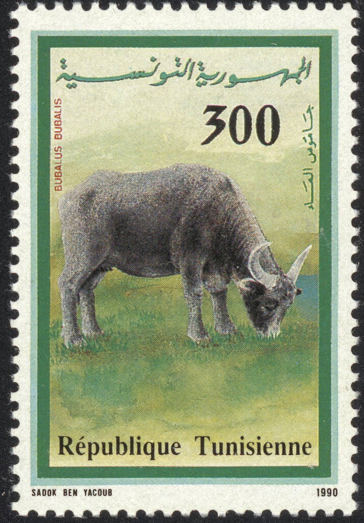 Faune et Flore : Buffle de l'Ichkeul - Bubalus bubalis