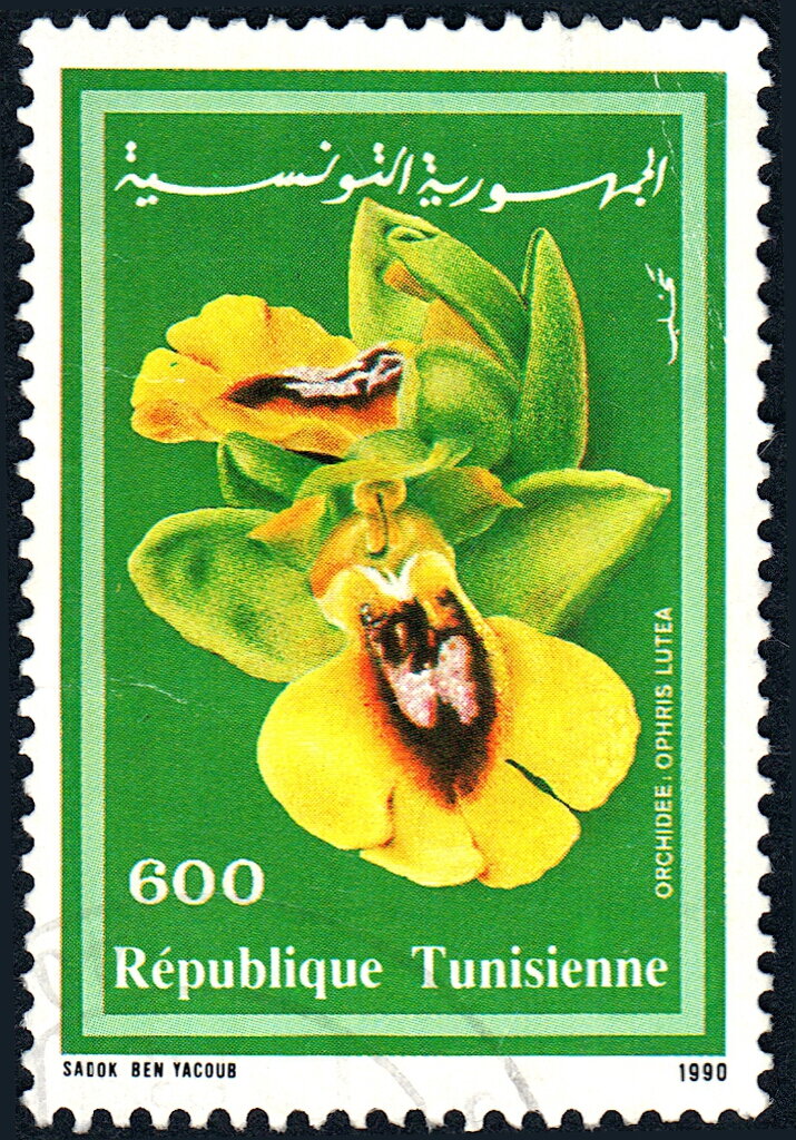 Faune et Flore : Orchidée sauvage - Ophrys lutea