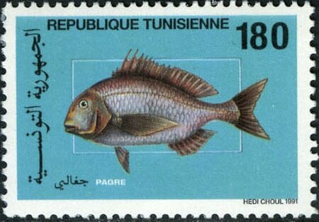 Faune marine  Le Pagre - Pagrus pagrus