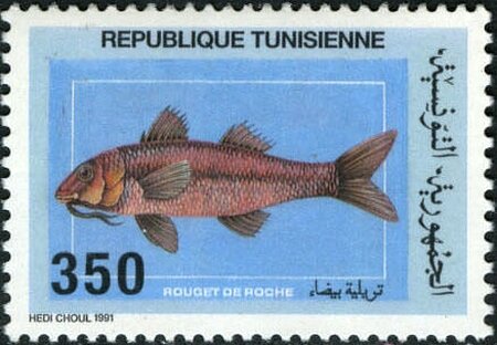 Faune marine  Rouget de roche - Mullus surmuletus