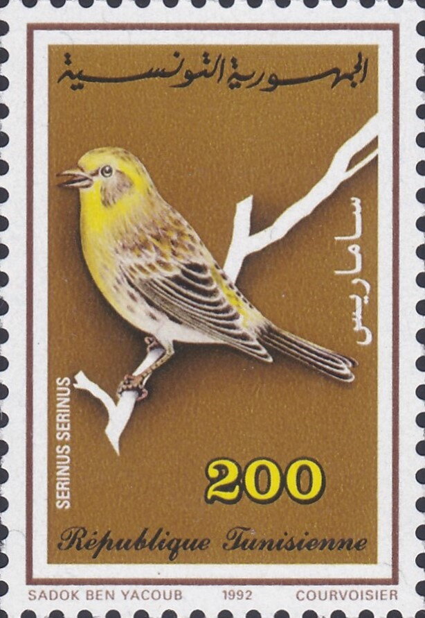 Les oiseaux-Serin cini - Serinus serinus