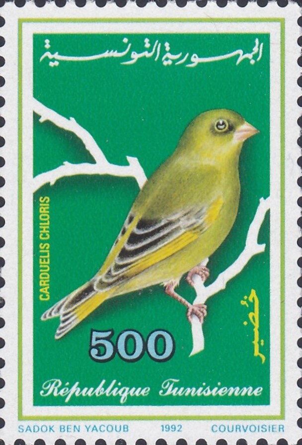 Les oiseaux-Verdier d'Europe -Chloris chloris