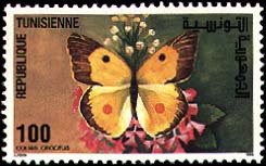 Papillons de Tunisie Souci - Colias croceus