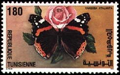 Papillons de Tunisie Vulcain - Vanessa atalanta