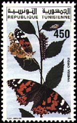 Papillons de Tunisie Belle-Dame -Vanessa cardui