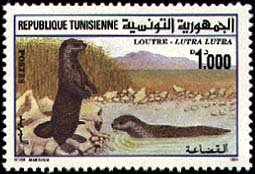 Loutre d'Europe - Lutra lutra