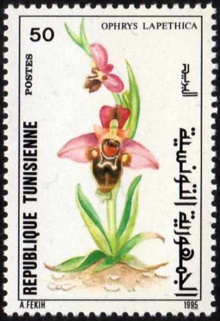 Ophrys lapethica - Orchidée sauvage