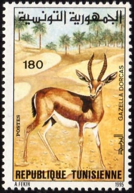 Gazelle Dorcas - Gazella dorcas
