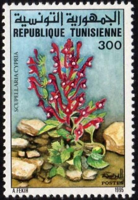 Scutellaria cypria - Scutellaire