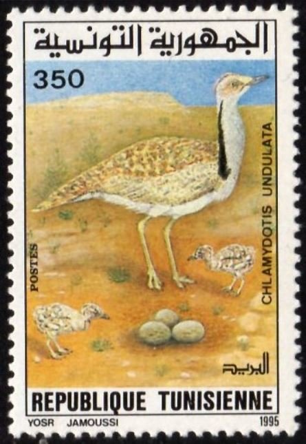 Outarde houbara - Chlamydotis undulata