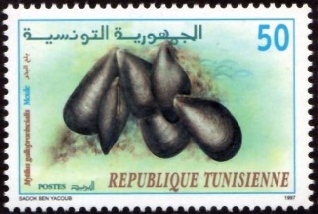 Moule - Mytilus galloprovincialis