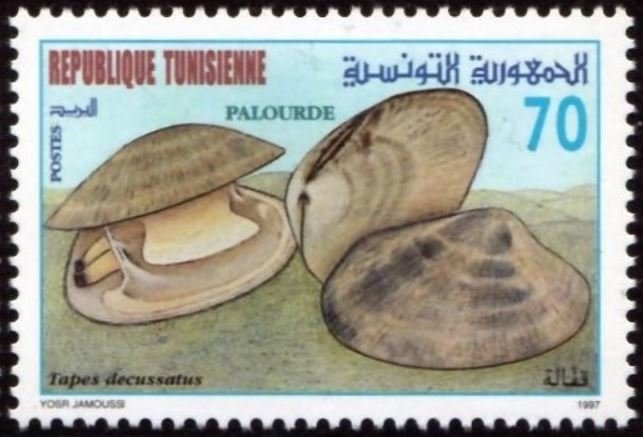 Palourde -Tapes decussatus