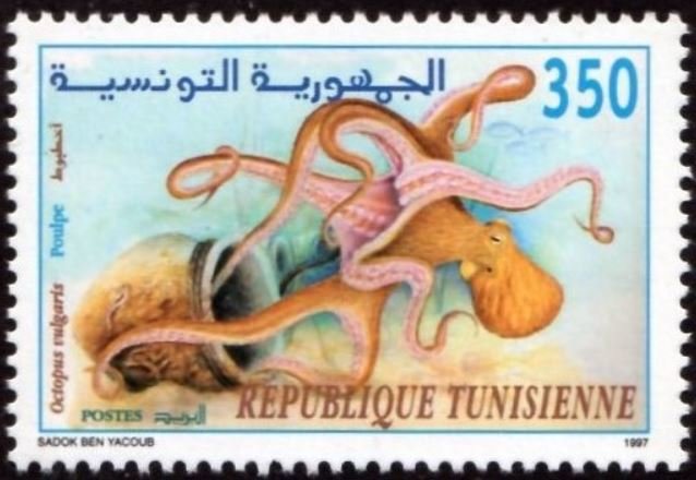 Poulpe - Octopus vulgaris