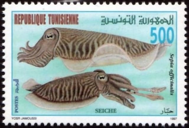 Seiche - Sepia officinalis