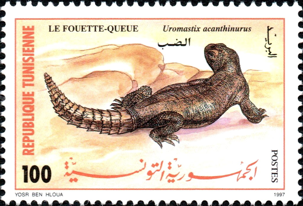 Le Fouette-queue - Uromastyx acanthinurus