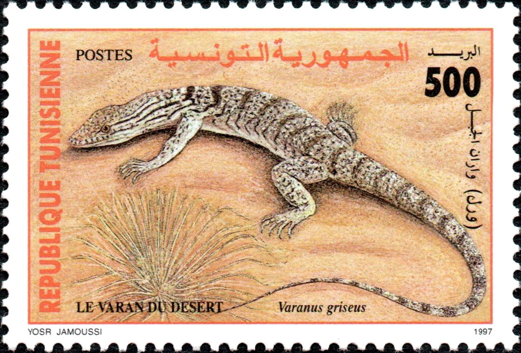 Le Varan du désert - Varanus griseus