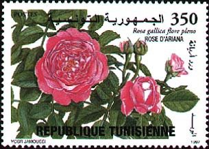 La Rose d'Ariana - Rosa gallica flore pleno